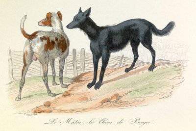 Hund og Matin, to dyr klassifisert av Linneene og Cuvier (gravering) av Unknown artist