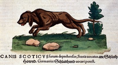 Hund fra Historia Animalium av Conrad Gesner, Tiguri 1560. Biblioteca Nazionale Braidense. Milan av Unknown artist