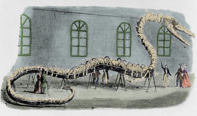 Dr. Albert C. Kochs falske sjøslange. Skjelettet var montert med bein fra forskjellige dyr. Slangen fikk navnet "Hydrarcus Silimanni". Han ble stilt ut i New York med stor suksess i 1845. Da svindelen ble oppdaget, stakk Koch av og dro tilbake ti av Unknown artist