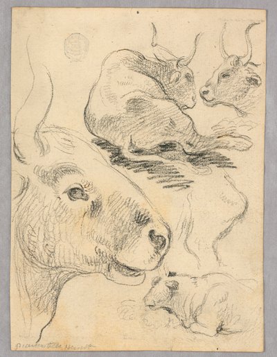 Tegning: Skisser av kyr av Unknown artist