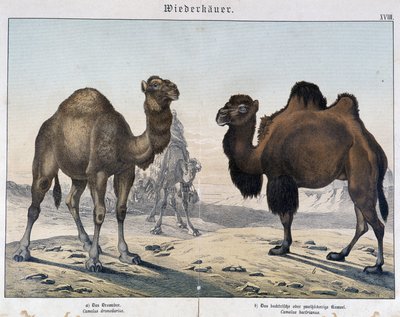 Dromedar og kamel - i "" Natural histories of pattedyr", red. Shreiber, München av Unknown artist