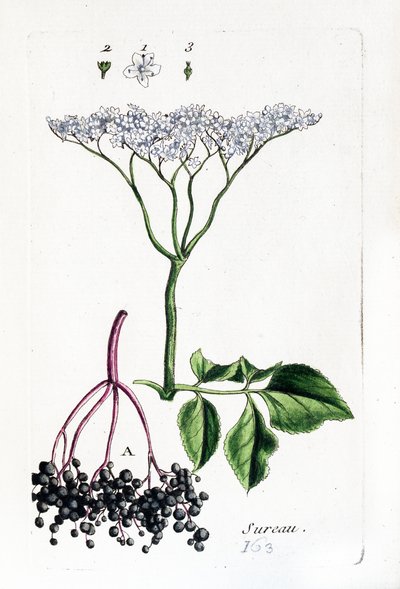 Hyllebær av Unknown artist