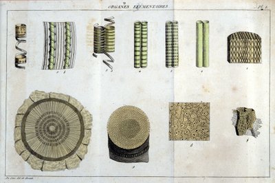 Elementære organer: i "" Flora Francoise, eller en kort beskrivelse av alle plantene som vokser naturlig i Frankrike, arrangert i henhold til en ny analysemetode som vi legger ved sitatet om deres mindre tvetydige dyder innen medisin og deres nytte. av Unknown artist