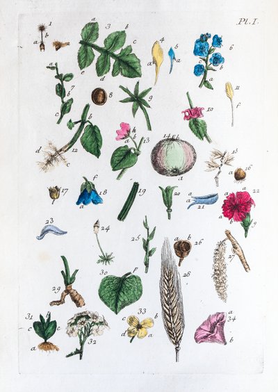 Elementær tabell over figurer og navnene deres i Flora Parisiensis av Unknown artist