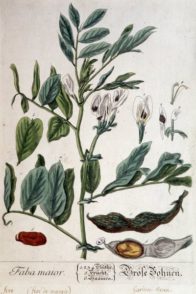 Faba Major (myrfeve) - botanisk bord av Unknown artist