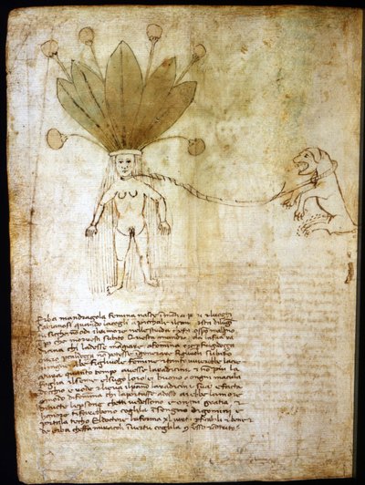 Kvinnelig mandrake, utvunnet fra en urt fra 1300-tallet. av Unknown artist