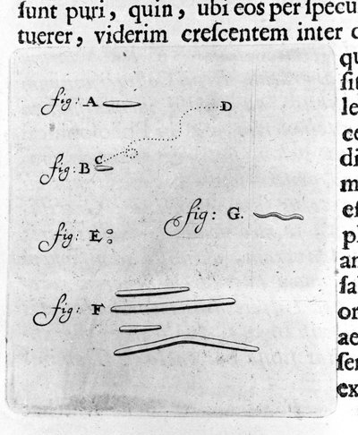 Første representasjon av bakterier Beskrivelse av den nederlandske handelsmannen og vitenskapsmannen Antoine van Leeuwenhoek (eller Leeuvenhoek Leeuwenhoeck) (eller Antoni eller Anthonie) (1632-1723) etter en studie av bakterier i munnen hans. Gravering fr av Unknown artist