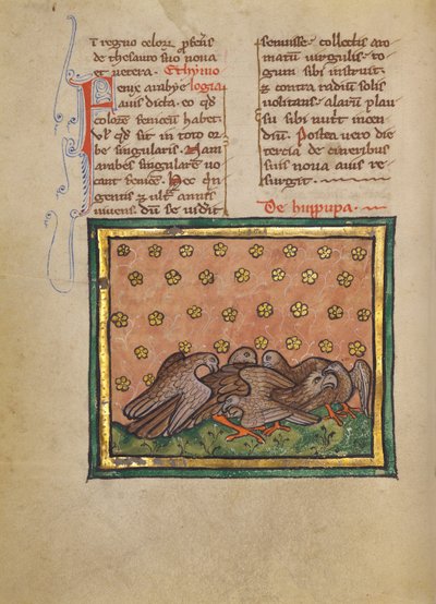 Fem fugler (Høpoe) plukker fjærene til en annen fugl av Unknown artist