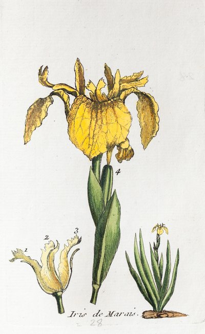 Flagge von Unknown artist