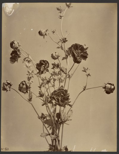 [Blomsterstudie] av Unknown artist