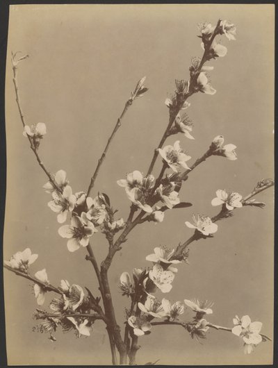 [Blomsterstudie med små hvite blomster] av Unknown artist