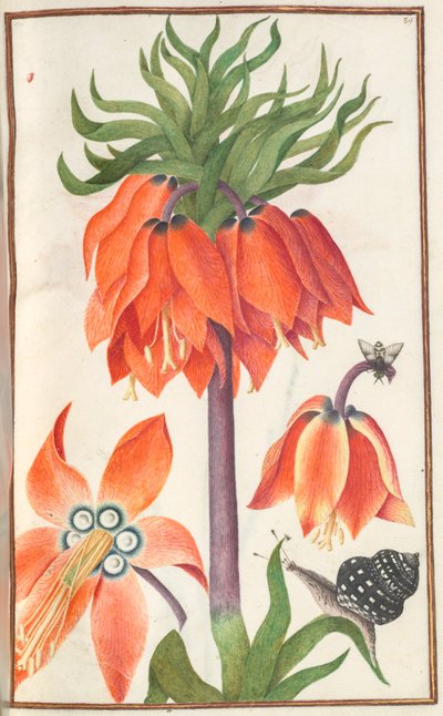 Florilegium: (side 19 recto) oransje fritillaria imperialis (keiserlig krone) av Unknown artist