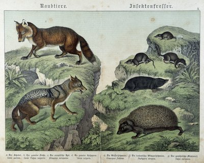 Rev, sølvrev, spissmus, føflekk og pinnsvin - i "" Natural histories of pattedyr", red. Schreiber av Unknown artist