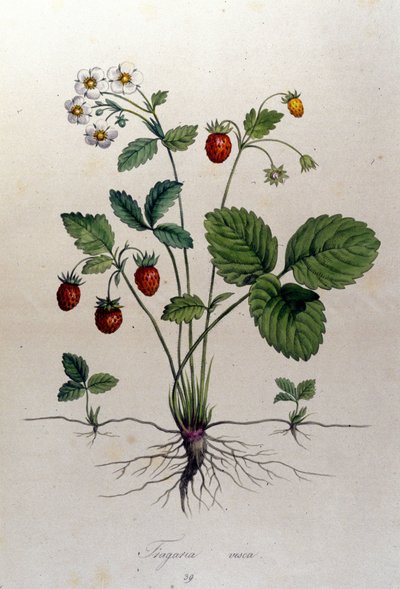 Fragaria Vesca (villjordbær). av Unknown artist