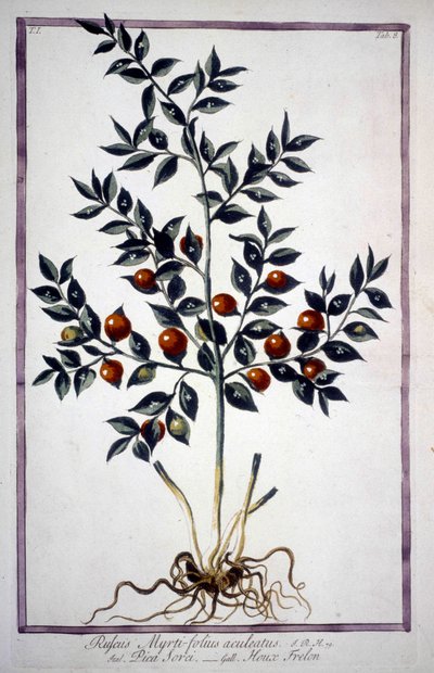Fragon False Holly eller Small Holly (Ruscus) i et herbarium fra 1800-tallet. av Unknown artist