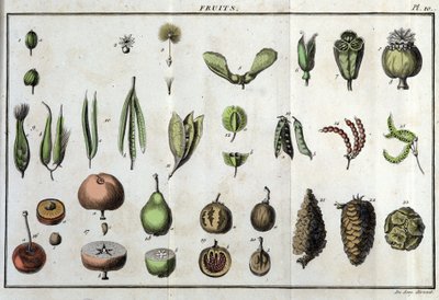 Frukt: i "" Flora Françoise, eller en kort beskrivelse av alle plantene som vokser naturlig i Frankrike, arrangert i henhold til en ny analysemetode som sitatet deres minst tvetydige dyder innen medisin og deres nytte i kunsten" av av Unknown artist