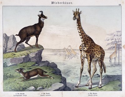 Sjiraff, gems og gaselle - i "" Histoires naturelle des mammals"", red. Schreiber av Unknown artist
