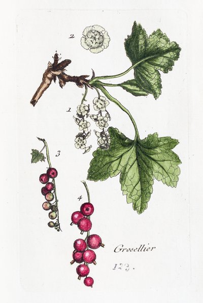 Stachelbeere von Unknown artist