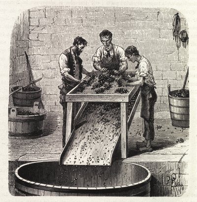Sortering av druene på et rutenett under prosessen med å lage vinen av overlegen kvalitet fra Burgund. Gravering fra slutten av 1800-tallet av Unknown artist