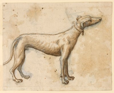 Greyhound av Unknown artist