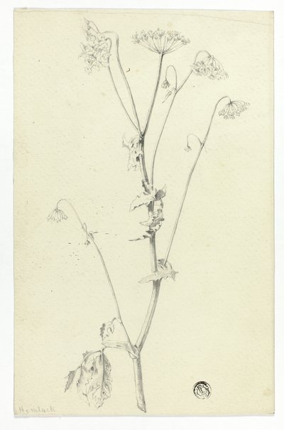 Hemlock av Unknown artist