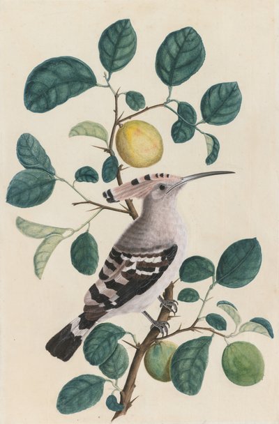 Hoopoe på en sitrustregren av Unknown artist