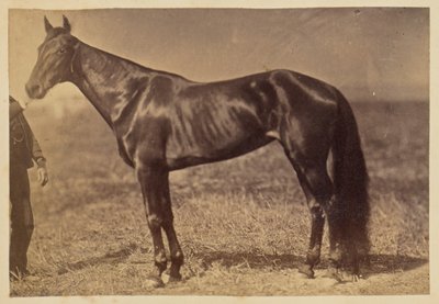[Hest på en mark] av Unknown artist