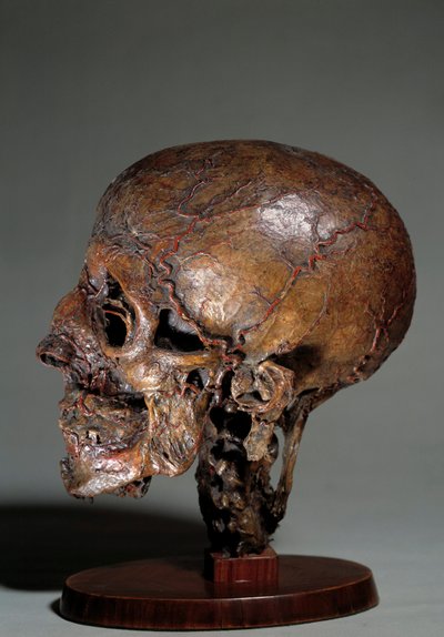 Menneskelig anatomisk hode laget ved hjelp av voksinjeksjoner. Privat samling fra 1700-tallet av Unknown artist