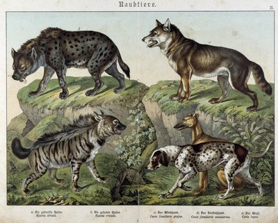 Hyener og hunder. i "" Natural historier of pattedyr", red. Schreiber av Unknown artist