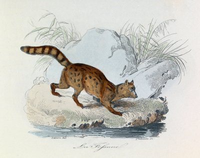 Illustrasjon fra boken «Buffons komplette verker»: Firfotingene: Fossen (gravering) av Unknown artist