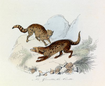 Illustrasjon fra boken «Buffons komplette verker»: Firbeinene: Genen og civetten (gravering) av Unknown artist