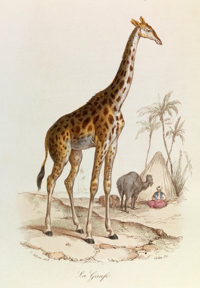 Illustrasjon fra boken «Buffons komplette verker»: Firbeinene: Giraffen (gravering) av Unknown artist