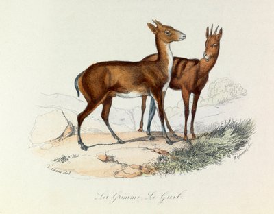 Illustrasjon fra boken «Buffons komplette verker»: Firbeinte: Paraplyen og Guib (gravering) av Unknown artist