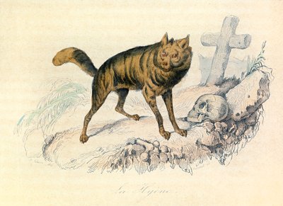 Illustrasjon fra boken «Buffons komplette verker»: Firbeinene: Hyenen (gravering) av Unknown artist