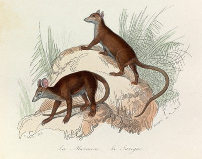 Illustrasjon fra boken «Buffons komplette verker»: De firbeinte: Murmeldyret og sarigueen (gravering) av Unknown artist