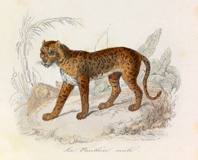 Illustrasjon fra boken «Buffons komplette verker»: Firfotingene: Panteren (gravering) av Unknown artist