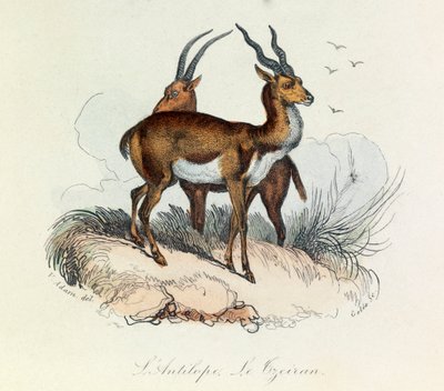 Illustrasjon fra boken «Buffons komplette verker»: Firbeinene: Antilopen og den tyske løven (gravering) av Unknown artist