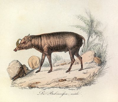 Illustrasjon fra boken «Buffons komplette verker»: Firfotingene: Hanen av babiroussa (gravering) av Unknown artist