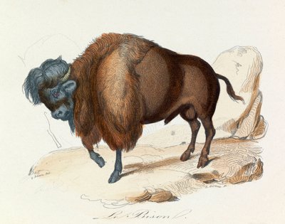 Illustrasjon fra boken «Buffons komplette verker»: Firbeinene: Bisonen (gravering) av Unknown artist