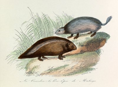 Illustrasjon fra boken «Buffons komplette verker»: Firfotingene: Malagas svinekjøtt og svinekjøtt (gravering) av Unknown artist
