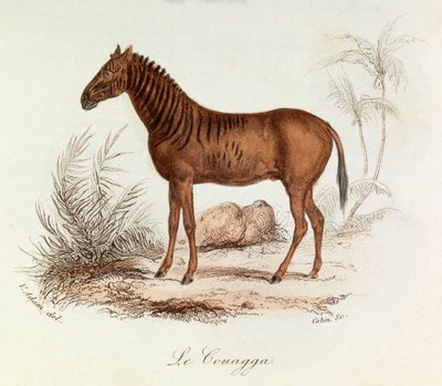 Illustrasjon fra boken «Buffons komplette verker»: Firfotingene: Couaggaen (gravering) av Unknown artist