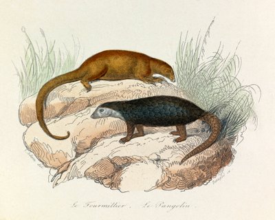 Illustrasjon fra boken «Buffons komplette verker»: De firbeinte: Maurslukeren og pangolinen (gravering) av Unknown artist