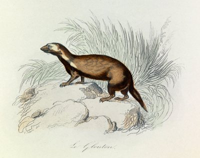 Illustrasjon fra boken «Buffons komplette verker»: Firfotingene: Gloutonen (gravering) av Unknown artist