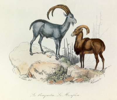 Illustrasjon fra boken «Buffons komplette verker»: Firfotingene: Steinbukken og muffen (gravering) av Unknown artist
