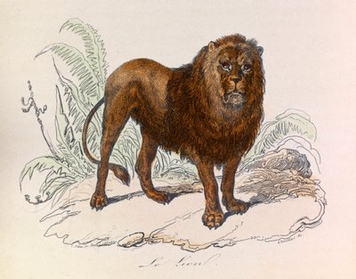 Illustrasjon fra boken «Buffons komplette verker»: Firbeinene: Løven (gravering) av Unknown artist