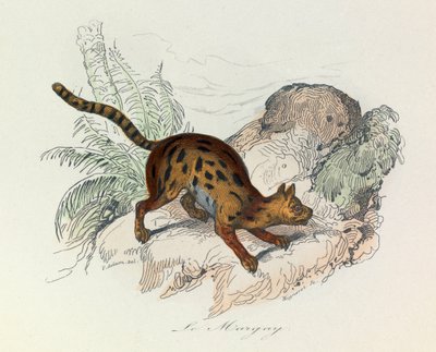 Illustrasjon fra boken «Buffons komplette verker»: Firbenet: Marsvinet (gravering) av Unknown artist