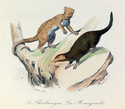 Illustrasjon fra boken «Buffons komplette verker»: Firbente dyr: Falangeren og mungoen (gravering) av Unknown artist