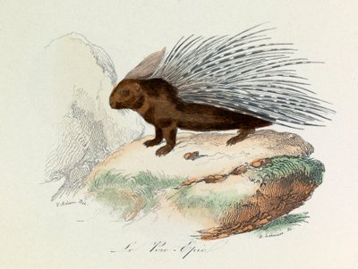 Illustrasjon fra boken «Buffons komplette verker»: Firfotingene: Svineeposet (gravering) av Unknown artist