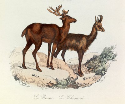 Illustrasjon fra boken «Buffons komplette verker»: Firfotingene: Reinen og gemsen (gravering) av Unknown artist