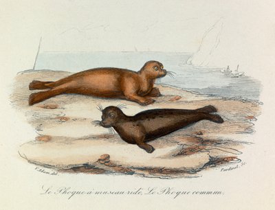 Illustrasjon fra boken «Buffons komplette verker»: Firbeinene: Seglen på snuten og seglet (gravering) av Unknown artist